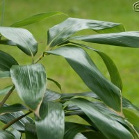 Broad-leaved Bamboo